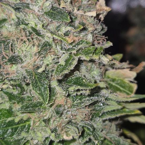 💚Bubba kush 🦝 (56-63 BT) growlog timeline photo