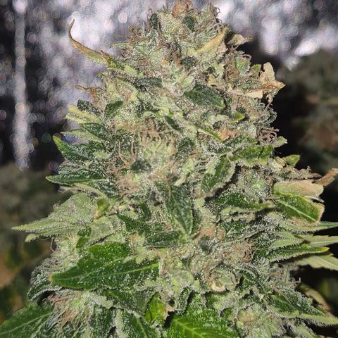 💚Bubba kush 🦝 (56-63 BT) growlog timeline photo