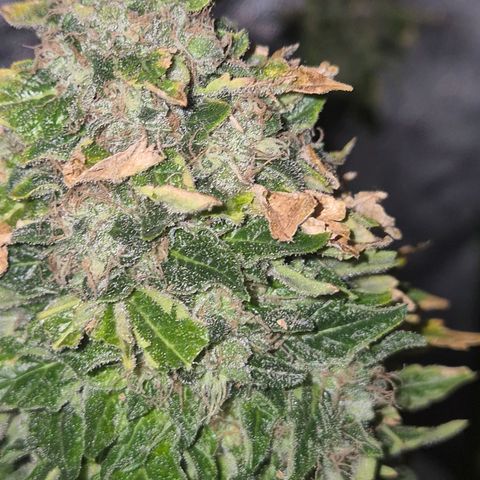 💚Bubba kush 🦝 (56-63 BT) growlog timeline photo