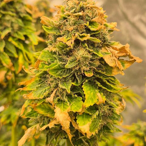 💚Bubba kush 🦝 (56-63 BT) growlog timeline photo