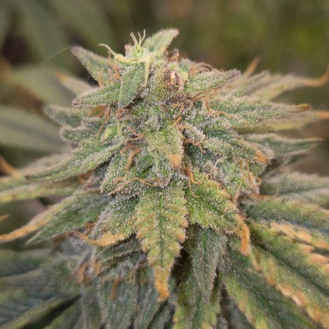 Mimosa evo stecki  🍊🍋🍍 (65-70bt) growlog timeline photo