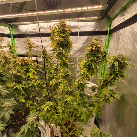 💚Bubba kush 🦝 (56-63 BT) growlog timeline photo