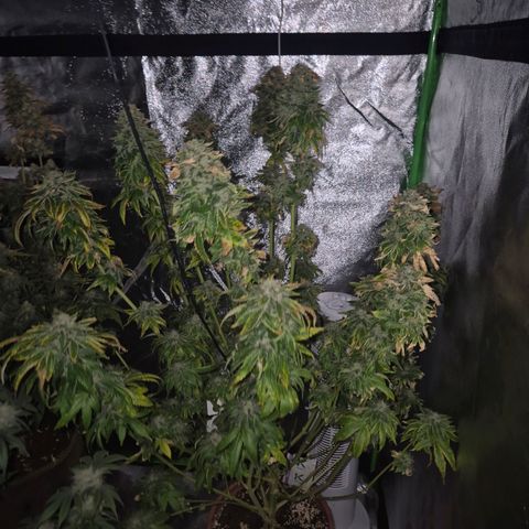 💚Bubba kush 🦝 (56-63 BT) growlog timeline photo