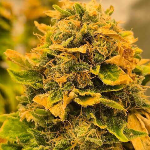 💚Bubba kush 🦝 (56-63 BT) growlog timeline photo