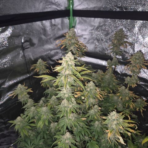 Tangerine dream 🌴 (60-65bt)  growlog timeline photo