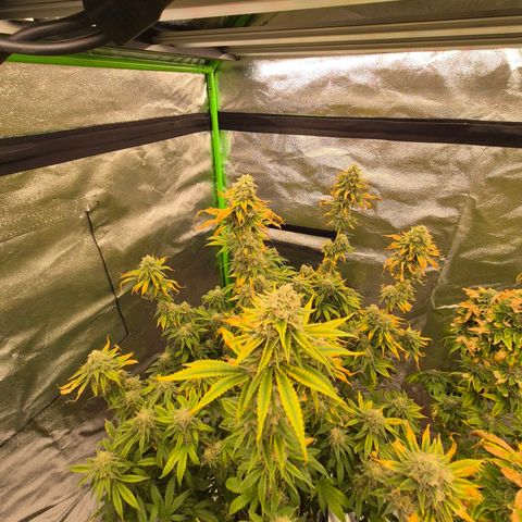 Tangerine dream 🌴 (60-65bt)  growlog timeline photo