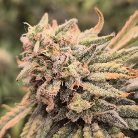 Mimosa evo stecki  🍊🍋🍍 (65-70bt) growlog timeline photo