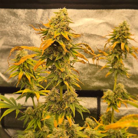 Tangerine dream 🌴 (60-65bt)  growlog timeline photo