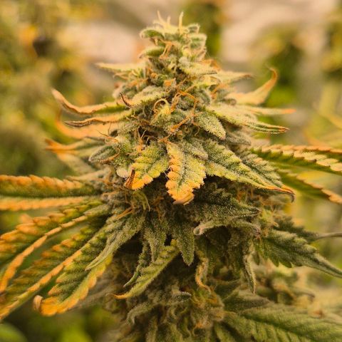 Mimosa evo stecki  🍊🍋🍍 (65-70bt) growlog timeline photo