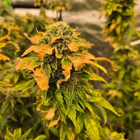 💚Bubba kush 🦝 (56-63 BT) growlog timeline photo