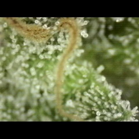 💚Bubba kush 🦝 (56-63 BT) growlog timeline photo