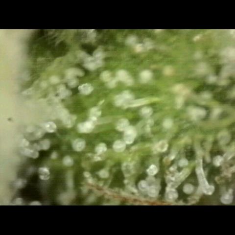 💚Bubba kush 🦝 (56-63 BT) growlog timeline photo