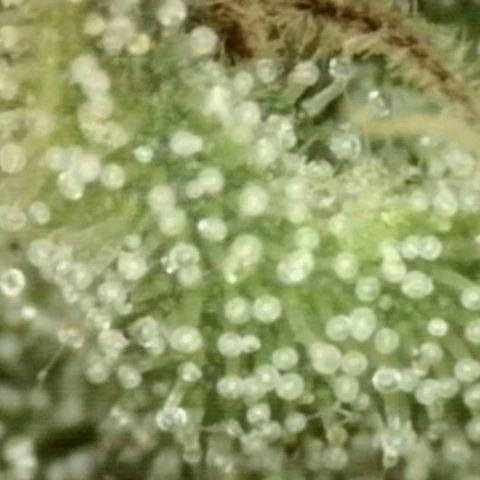 💚Bubba kush 🦝 (56-63 BT) growlog timeline photo