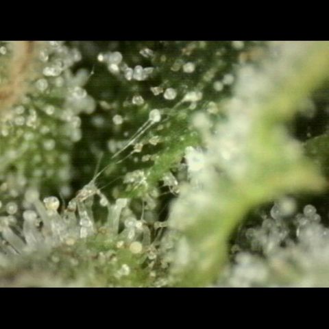 💚Bubba kush 🦝 (56-63 BT) growlog timeline photo