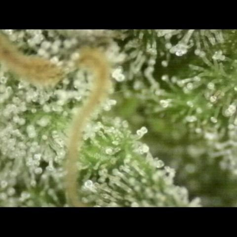 💚Bubba kush 🦝 (56-63 BT) growlog timeline photo