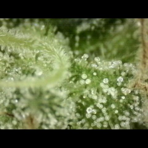 💚Bubba kush 🦝 (56-63 BT) growlog timeline photo