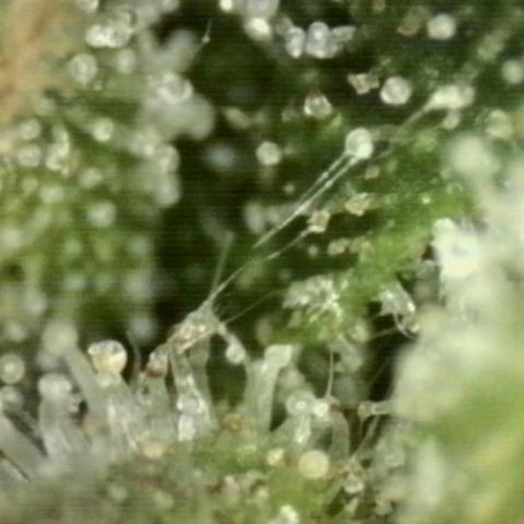 💚Bubba kush 🦝 (56-63 BT) growlog timeline photo