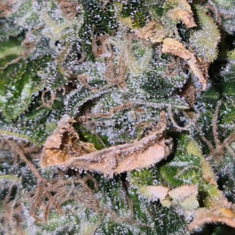 💚Bubba kush 🦝 (56-63 BT) growlog timeline photo