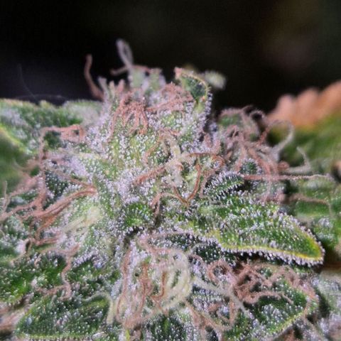 💚Bubba kush 🦝 (56-63 BT) growlog timeline photo