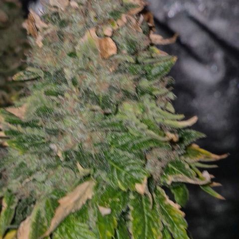💚Bubba kush 🦝 (56-63 BT) growlog timeline photo