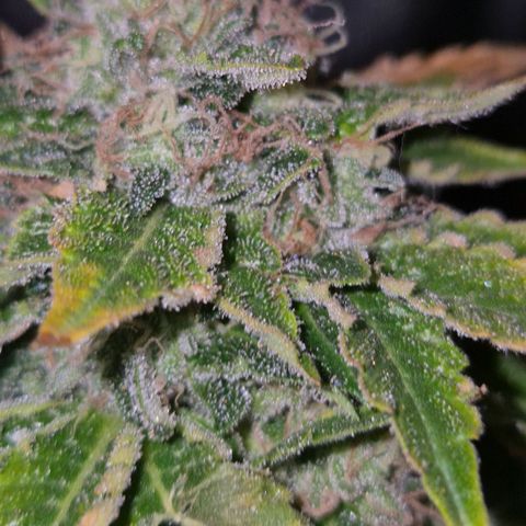 💚Bubba kush 🦝 (56-63 BT) growlog timeline photo
