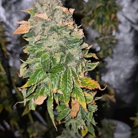 💚Bubba kush 🦝 (56-63 BT) growlog timeline photo