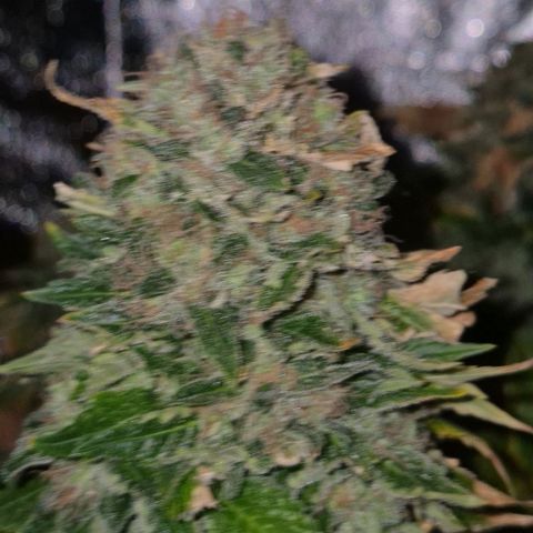 💚Bubba kush 🦝 (56-63 BT) growlog timeline photo