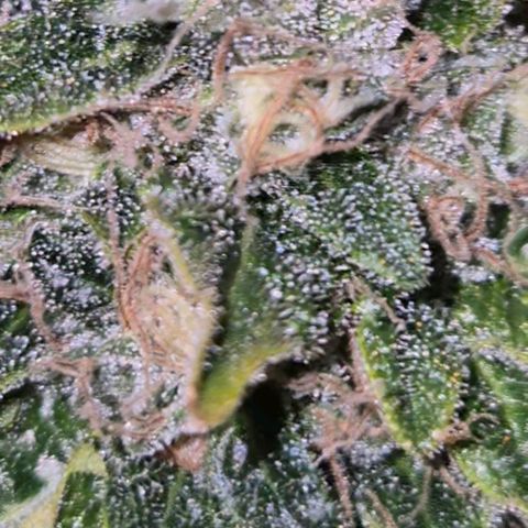 💚Bubba kush 🦝 (56-63 BT) growlog timeline photo