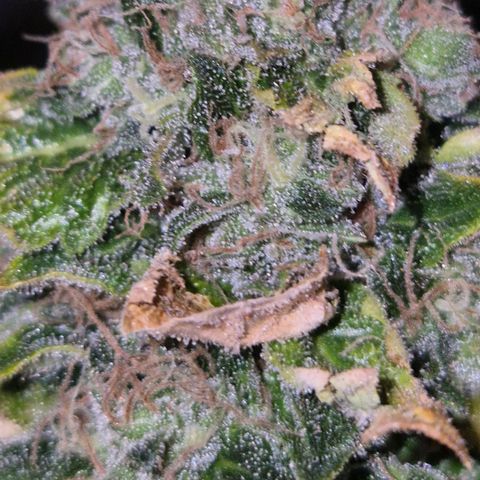 💚Bubba kush 🦝 (56-63 BT) growlog timeline photo