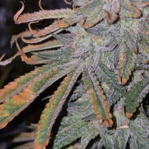 Mimosa evo stecki  🍊🍋🍍 (65-70bt) growlog timeline photo