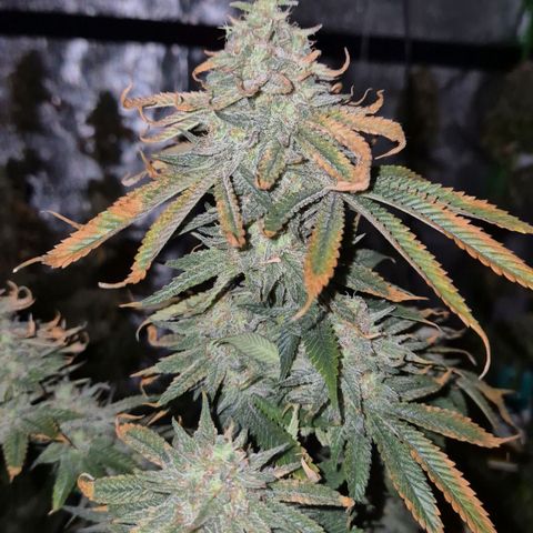 Mimosa evo stecki  🍊🍋🍍 (65-70bt) growlog timeline photo