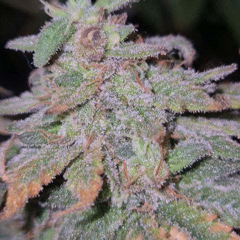 Mimosa evo stecki  🍊🍋🍍 (65-70bt) growlog timeline photo