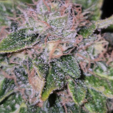 💚Bubba kush 🦝 (56-63 BT) growlog timeline photo