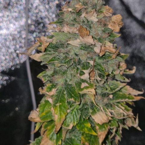 💚Bubba kush 🦝 (56-63 BT) growlog timeline photo