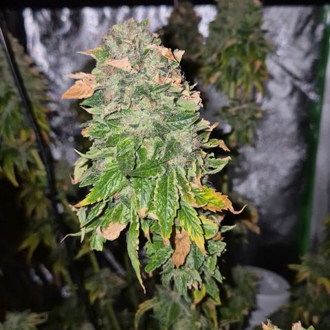 💚Bubba kush 🦝 (56-63 BT) growlog timeline photo