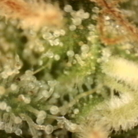 💚Bubba kush 🦝 (56-63 BT) growlog timeline photo