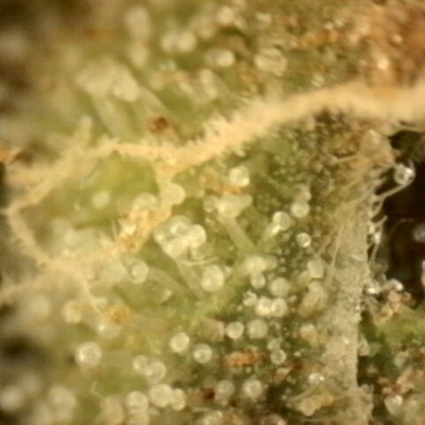💚Bubba kush 🦝 (56-63 BT) growlog timeline photo