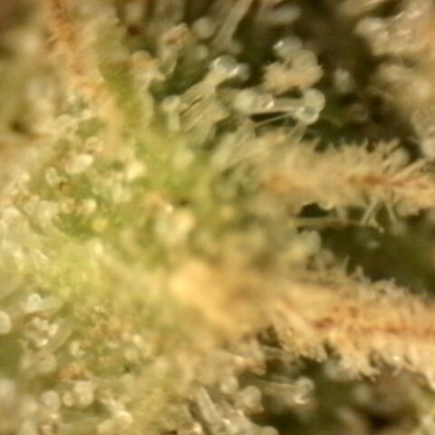 💚Bubba kush 🦝 (56-63 BT) growlog timeline photo