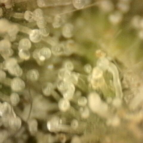 💚Bubba kush 🦝 (56-63 BT) growlog timeline photo