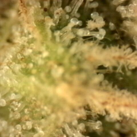 💚Bubba kush 🦝 (56-63 BT) growlog timeline photo