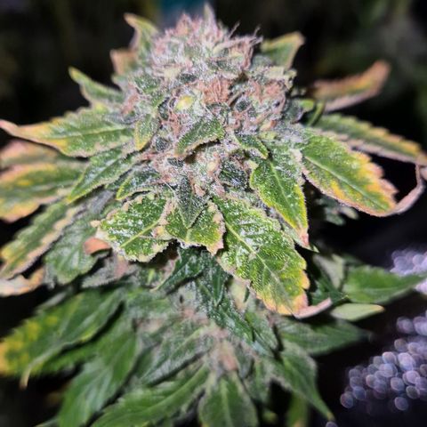 💚Bubba kush 🦝 (56-63 BT) growlog timeline photo