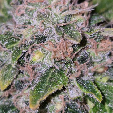 💚Bubba kush 🦝 (56-63 BT) growlog timeline photo