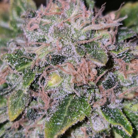 💚Bubba kush 🦝 (56-63 BT) growlog timeline photo