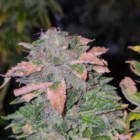 💚Bubba kush 🦝 (56-63 BT) growlog timeline photo