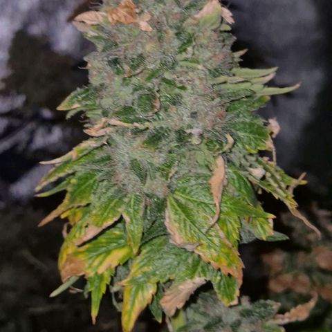 💚Bubba kush 🦝 (56-63 BT) growlog timeline photo