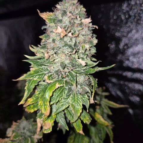 💚Bubba kush 🦝 (56-63 BT) growlog timeline photo