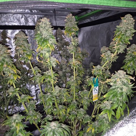 💚Bubba kush 🦝 (56-63 BT) growlog timeline photo