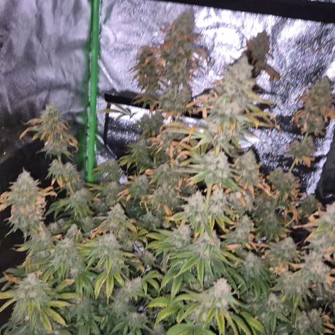 Tangerine dream 🌴 (60-65bt)  growlog timeline photo