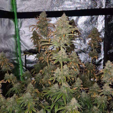 Tangerine dream 🌴 (60-65bt)  growlog timeline photo