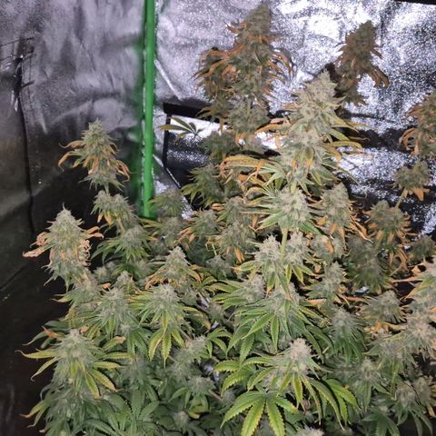 Tangerine dream 🌴 (60-65bt)  growlog timeline photo